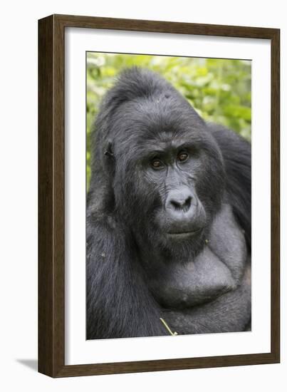 Africa, Uganda, Bwindi Impenetrable Forest and National Park. Mountain gorillas.-Emily Wilson-Framed Photographic Print