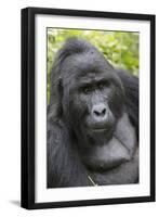 Africa, Uganda, Bwindi Impenetrable Forest and National Park. Mountain gorillas.-Emily Wilson-Framed Photographic Print