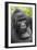 Africa, Uganda, Bwindi Impenetrable Forest and National Park. Mountain gorillas.-Emily Wilson-Framed Photographic Print