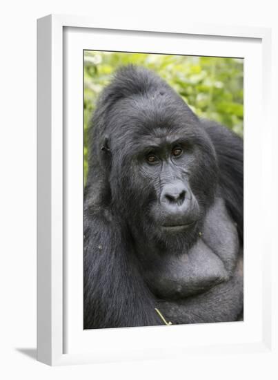 Africa, Uganda, Bwindi Impenetrable Forest and National Park. Mountain gorillas.-Emily Wilson-Framed Photographic Print