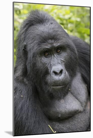 Africa, Uganda, Bwindi Impenetrable Forest and National Park. Mountain gorillas.-Emily Wilson-Mounted Photographic Print