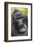 Africa, Uganda, Bwindi Impenetrable Forest and National Park. Mountain gorillas.-Emily Wilson-Framed Photographic Print