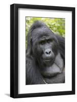 Africa, Uganda, Bwindi Impenetrable Forest and National Park. Mountain gorillas.-Emily Wilson-Framed Photographic Print