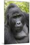 Africa, Uganda, Bwindi Impenetrable Forest and National Park. Mountain gorillas.-Emily Wilson-Mounted Photographic Print