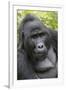 Africa, Uganda, Bwindi Impenetrable Forest and National Park. Mountain gorillas.-Emily Wilson-Framed Photographic Print