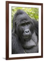 Africa, Uganda, Bwindi Impenetrable Forest and National Park. Mountain gorillas.-Emily Wilson-Framed Photographic Print