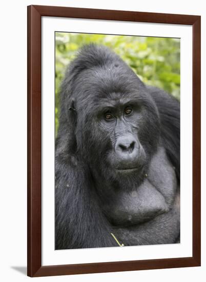 Africa, Uganda, Bwindi Impenetrable Forest and National Park. Mountain gorillas.-Emily Wilson-Framed Photographic Print