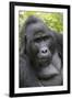 Africa, Uganda, Bwindi Impenetrable Forest and National Park. Mountain gorillas.-Emily Wilson-Framed Photographic Print