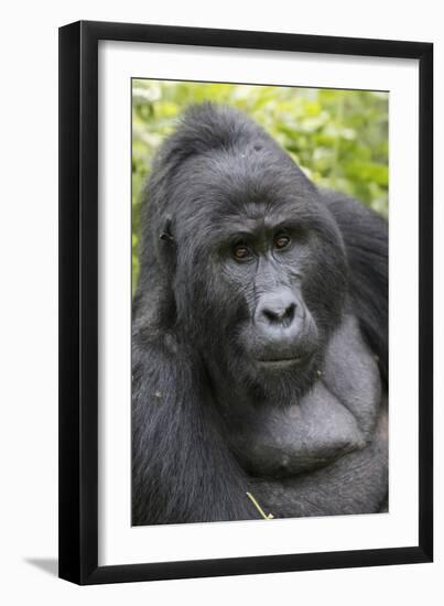 Africa, Uganda, Bwindi Impenetrable Forest and National Park. Mountain gorillas.-Emily Wilson-Framed Premium Photographic Print