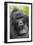 Africa, Uganda, Bwindi Impenetrable Forest and National Park. Mountain gorillas.-Emily Wilson-Framed Premium Photographic Print