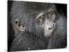 Africa, Uganda, Bwindi Impenetrable Forest and National Park. Mountain gorillas.-Emily Wilson-Stretched Canvas
