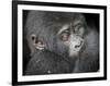 Africa, Uganda, Bwindi Impenetrable Forest and National Park. Mountain gorillas.-Emily Wilson-Framed Photographic Print