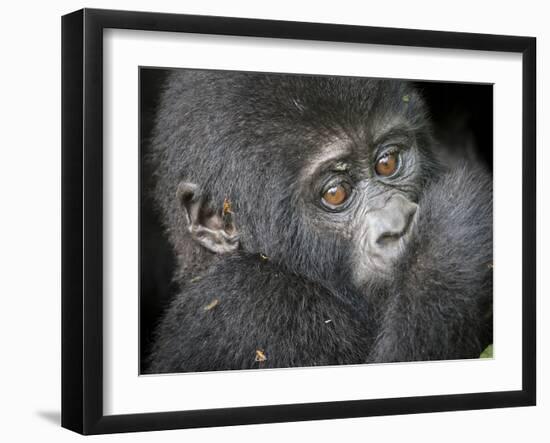 Africa, Uganda, Bwindi Impenetrable Forest and National Park. Mountain gorillas.-Emily Wilson-Framed Premium Photographic Print