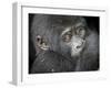 Africa, Uganda, Bwindi Impenetrable Forest and National Park. Mountain gorillas.-Emily Wilson-Framed Premium Photographic Print