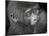 Africa, Uganda, Bwindi Impenetrable Forest and National Park. Mountain gorillas.-Emily Wilson-Mounted Premium Photographic Print