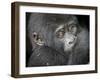 Africa, Uganda, Bwindi Impenetrable Forest and National Park. Mountain gorillas.-Emily Wilson-Framed Photographic Print