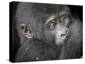 Africa, Uganda, Bwindi Impenetrable Forest and National Park. Mountain gorillas.-Emily Wilson-Stretched Canvas