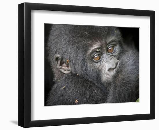 Africa, Uganda, Bwindi Impenetrable Forest and National Park. Mountain gorillas.-Emily Wilson-Framed Photographic Print