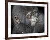 Africa, Uganda, Bwindi Impenetrable Forest and National Park. Mountain gorillas.-Emily Wilson-Framed Photographic Print