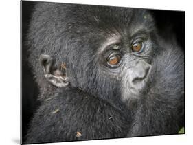 Africa, Uganda, Bwindi Impenetrable Forest and National Park. Mountain gorillas.-Emily Wilson-Mounted Photographic Print