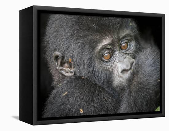 Africa, Uganda, Bwindi Impenetrable Forest and National Park. Mountain gorillas.-Emily Wilson-Framed Stretched Canvas