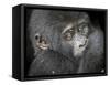 Africa, Uganda, Bwindi Impenetrable Forest and National Park. Mountain gorillas.-Emily Wilson-Framed Stretched Canvas