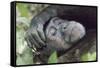 Africa, Uganda, Kibale Forest National Park. Chimpanzee in forest. Head-shot.-Emily Wilson-Framed Stretched Canvas