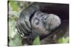 Africa, Uganda, Kibale Forest National Park. Chimpanzee in forest. Head-shot.-Emily Wilson-Stretched Canvas