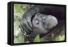 Africa, Uganda, Kibale Forest National Park. Chimpanzee in forest. Head-shot.-Emily Wilson-Framed Stretched Canvas