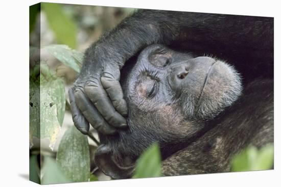 Africa, Uganda, Kibale Forest National Park. Chimpanzee in forest. Head-shot.-Emily Wilson-Stretched Canvas