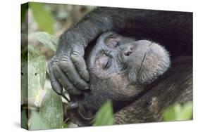 Africa, Uganda, Kibale Forest National Park. Chimpanzee in forest. Head-shot.-Emily Wilson-Stretched Canvas