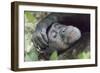 Africa, Uganda, Kibale Forest National Park. Chimpanzee in forest. Head-shot.-Emily Wilson-Framed Photographic Print