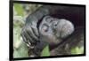 Africa, Uganda, Kibale Forest National Park. Chimpanzee in forest. Head-shot.-Emily Wilson-Framed Photographic Print