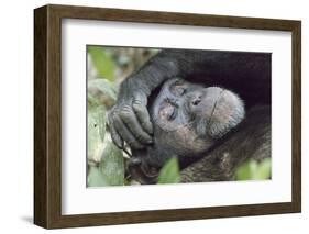 Africa, Uganda, Kibale Forest National Park. Chimpanzee in forest. Head-shot.-Emily Wilson-Framed Photographic Print