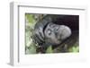 Africa, Uganda, Kibale Forest National Park. Chimpanzee in forest. Head-shot.-Emily Wilson-Framed Photographic Print