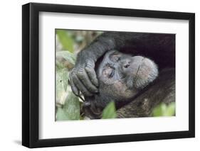 Africa, Uganda, Kibale Forest National Park. Chimpanzee in forest. Head-shot.-Emily Wilson-Framed Premium Photographic Print