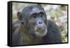 Africa, Uganda, Kibale Forest National Park. Chimpanzee in forest. Head-shot.-Emily Wilson-Framed Stretched Canvas