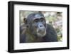 Africa, Uganda, Kibale Forest National Park. Chimpanzee in forest. Head-shot.-Emily Wilson-Framed Premium Photographic Print