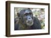 Africa, Uganda, Kibale Forest National Park. Chimpanzee in forest. Head-shot.-Emily Wilson-Framed Photographic Print