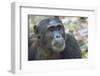 Africa, Uganda, Kibale Forest National Park. Chimpanzee in forest. Head-shot.-Emily Wilson-Framed Photographic Print