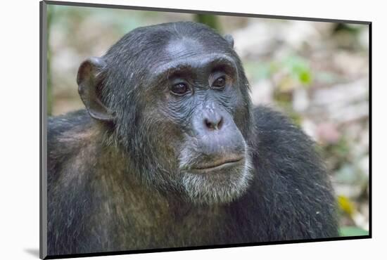Africa, Uganda, Kibale Forest National Park. Chimpanzee in forest. Head-shot.-Emily Wilson-Mounted Photographic Print