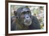 Africa, Uganda, Kibale Forest National Park. Chimpanzee in forest. Head-shot.-Emily Wilson-Framed Photographic Print