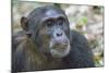 Africa, Uganda, Kibale Forest National Park. Chimpanzee in forest. Head-shot.-Emily Wilson-Mounted Photographic Print