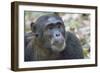 Africa, Uganda, Kibale Forest National Park. Chimpanzee in forest. Head-shot.-Emily Wilson-Framed Photographic Print