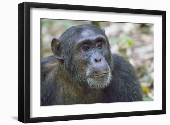 Africa, Uganda, Kibale Forest National Park. Chimpanzee in forest. Head-shot.-Emily Wilson-Framed Photographic Print