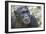 Africa, Uganda, Kibale Forest National Park. Chimpanzee in forest. Head-shot.-Emily Wilson-Framed Photographic Print