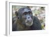 Africa, Uganda, Kibale Forest National Park. Chimpanzee in forest. Head-shot.-Emily Wilson-Framed Photographic Print