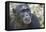 Africa, Uganda, Kibale Forest National Park. Chimpanzee in forest. Head-shot.-Emily Wilson-Framed Stretched Canvas