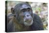 Africa, Uganda, Kibale Forest National Park. Chimpanzee in forest. Head-shot.-Emily Wilson-Stretched Canvas