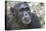 Africa, Uganda, Kibale Forest National Park. Chimpanzee in forest. Head-shot.-Emily Wilson-Stretched Canvas